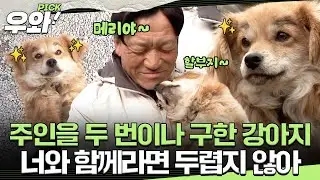 [⭐‍️#우와픽] 무려 두 번이나 주인의 목숨을 구한 강아지?! 나의 생명의 은인 메리🍀 #TV동물농장 #우와한비디오 #우와비