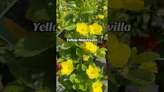 Let your fence glow with gorgeous #yellow #mandevilla #plants #plantnursery #garden #flowers #spring