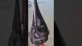 Koppara Fish Head #Short​​​​​​​ #SriLanka​​ | Fishing In Sri Lanka #Shorts