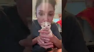 Seizing Kitten Born With Multiple Birth Defects Barely Escapes Death After Being Found In a Puddle