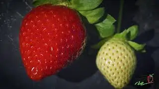 FSGA: The Winter Strawberry Capital