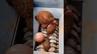 Toy Shredder Test | Recycling Old Toys with Industrial Shredding Machine  #furein