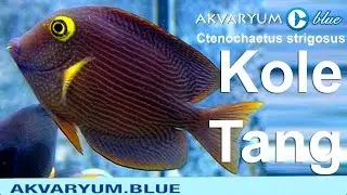 Ctenochaetus strigosus - Kole Tang