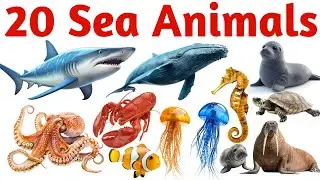 20 समुद्री जानवर | Learn 20 Sea Animals Names in English with Pictures and Sounds for Kids