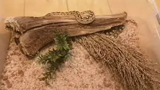 Sochurek's saw-scaled viper