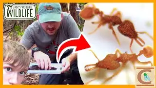 These STRANGE ANTS Are Hiding Under Ground!? - Pygmy Snapping Ants (ft. @JacksWorldofWildlife)