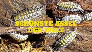 SCHÖNSTE ASSEL DER WELT UND IHRE HALTUNG/ Porcellio haasi “high yellow” / ISOPOD