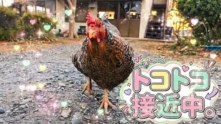 【至近距離】おやつを見つけたニワトリが近づいてくる瞬間をスローで撮ったら、完全に恐竜だった。