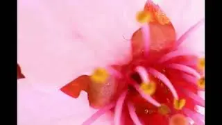 Nature Magnified