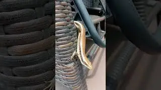 #shortvideo #lizards #hongkong #backyard #visitor