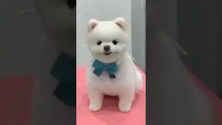 Wiggly Ears: Doggo with the Talent of Ear Wiggling!