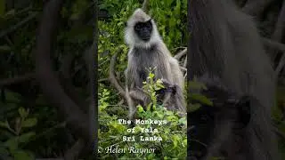 The Monkeys of Yala Sri Lanka #Travel #yalanationalpark #monkey #Srilanka
