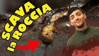 La LARVA nella ROCCIA - Languidipes lithophagus