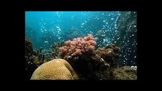 Human Impacts on Oceans a short film