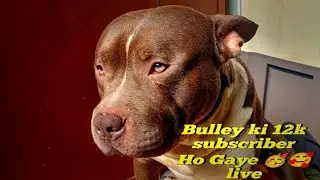 12k SUBSCRIBERS WITH BULLEY! 🥳 LIVE#pitbulldog #doberman #boxerdog #facts #dogfacts#animals