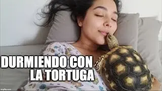 Sleeping with my turtle