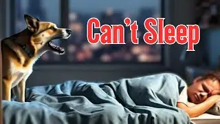 Why is my dog not sleeping at night? A veterinarian explains.