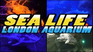 SEA LIFE London Aquarium (4k)