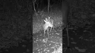 This Buck Stared Into the Camera With One Eye