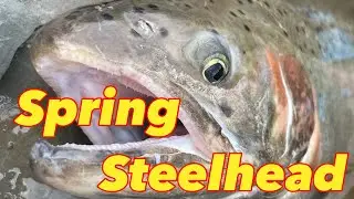 Spring Steelhead 2022