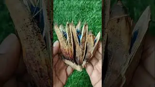 விசிறி வாழைப்பழம்🍌/ Traveller's palm fruit / East west palm fruit #shorts #tamil #china #fruit