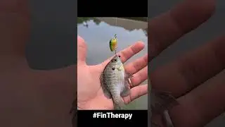Tiny lure, tiny bluegill. @creme lure #FinTherapy