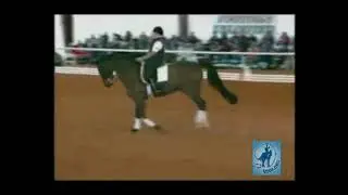 Flying Changes Out of Counter Canter with Hilda Gurney