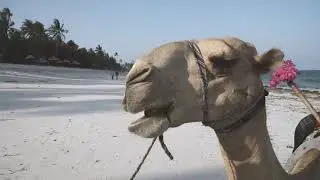 diani beach, kenya