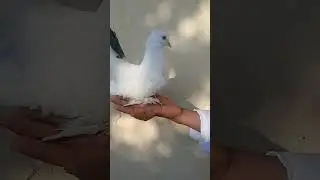 Fantail pigeons review | pigeon | homingpigeons | pigeon dreams |