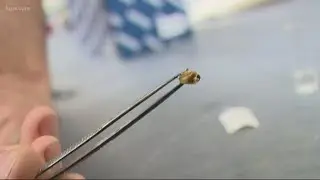 Expert explains tick danger in Northwest