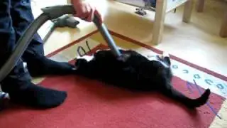 lustige dicke Katze lässt sich staubsaugen / funny fat cat likes to be hoovered