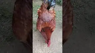 rooster calling hen for food