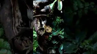 Lucjan (Correlophus ciliatus)