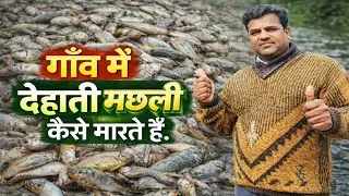 गाँव में देहाती मछली कैसे मारते हैं। #villagelife #fishing #farming 