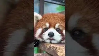 ADORABLE RED PANDA ##shorts #youtube ​⁠