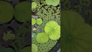 Propagating 🌿 Lotus plant from root tuber #shorts #lotus