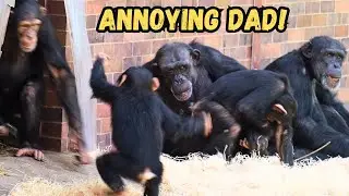 Dad Chimp Shows Amazing Patience With Playful Babies