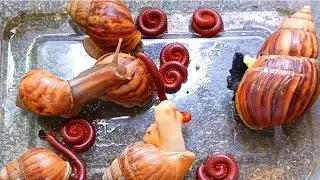 Nature's Odd Couple : When Snail Colonies Meet Millipedes ​​#NatureLovers ​#AmazingAnimals 