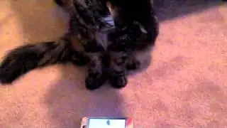 Cat Toy App