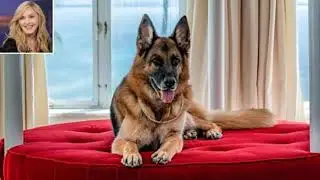 Madonna Adopting Dog That Owns Million Dollar Home &ndash; Success Story For German Shepherd Gretchen