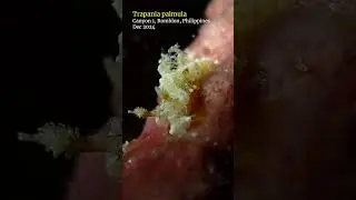 Trapania #nudibranch feeding on sponge coral #romblon #scubadiving