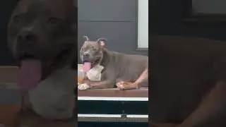COCO 🐶🦴 tired of playing. #canadiandogs #dogsofcanada #americanbully #shortvideo