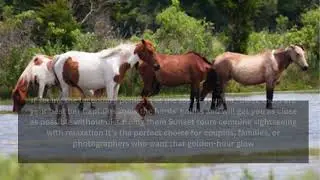 Ultimate Guide to Chincoteague Boat Tours: How to Choose the best Experience - Wild Pony Tours