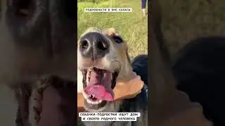 ЩЕНКИ ПОДРОСТКИ ИЩУТ ДОМ И СВОЕГО ЗАБОТЛИВОГО ЧЕЛОВЕКА (часть 2) #щенки #puppy #dogs #собаки #собака
