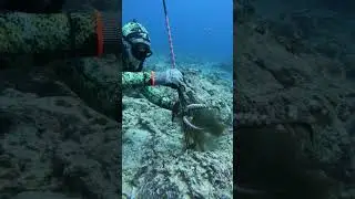 Diving for Octopus! #spearfishing #fishing