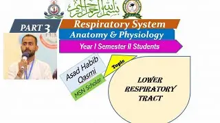 Lower Respiratory System|Trachea|Bronchi|Bronchioles 