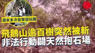 一線搜查｜飛鵝山逾百樹突然被斬 非法行動為闢天然抱石場？現場遺抱石止滑粉 街坊週末多次目擊遊玩 ｜929集｜有線新聞 羅頌欣｜#一線搜查｜HOYTV 77台