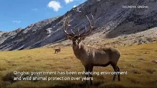 Red Deer grazes on golden hillside in northwest China
