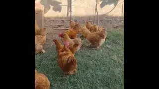 Golden heavy buff chickens @TheBrosFarm #chicken #animal #thebrosfarm