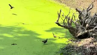 Bronze Winged Jacana. Metopidius indicus (Latham). জল পিপি ।